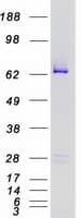 Human BRAF / B-Raf Protein (Recombinant Myc-DDK (Flag))