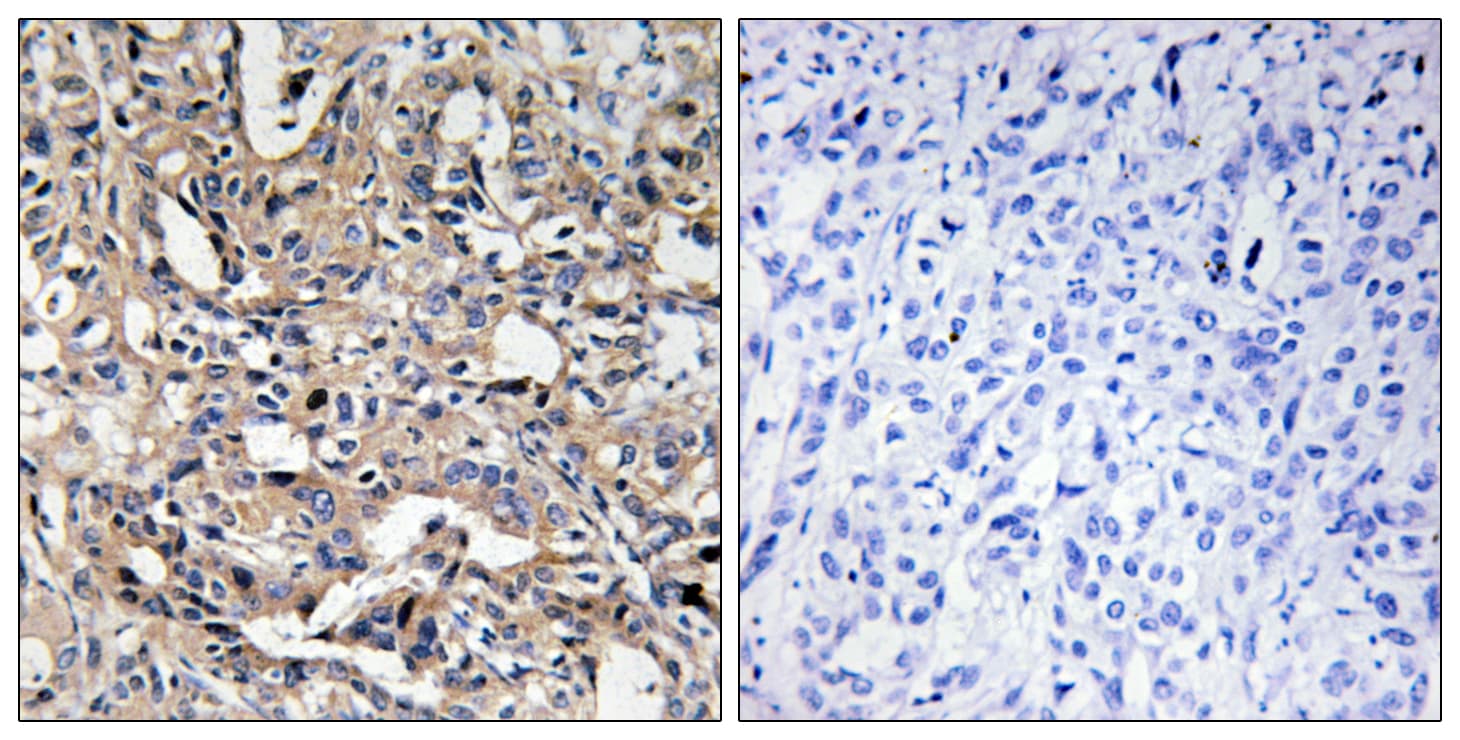 BAX Antibody (aa10-59)