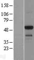 EMID1 Protein (Over-Expression Lysate Myc-DDK (Flag))