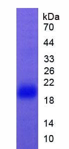 Mouse CD95 / FAS Protein (Recombinant His)