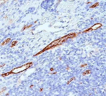 Monoclonal Mouse anti-Human VWF / Von Willebrand Factor Antibody (clone VWF635, Azide-free,BSA-free, IHC, IF, WB)