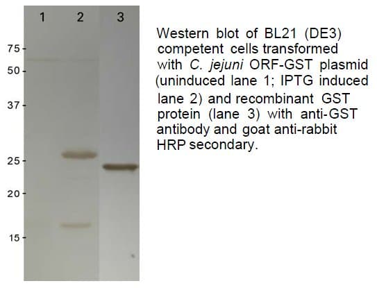 GST / Glutathione S-Transferase Antibody