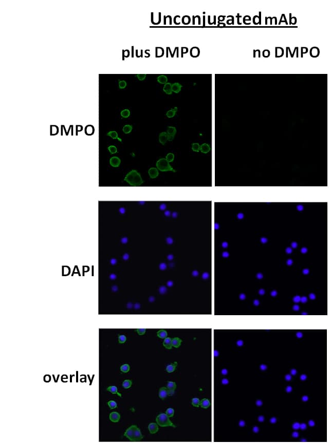 DMPO Antibody (clone N1664A, APC)