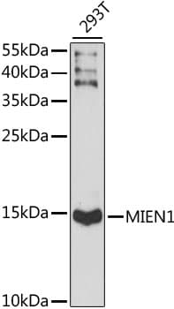 Polyclonal Rabbit anti-Human XTP4 / C17orf37 Antibody (WB)
