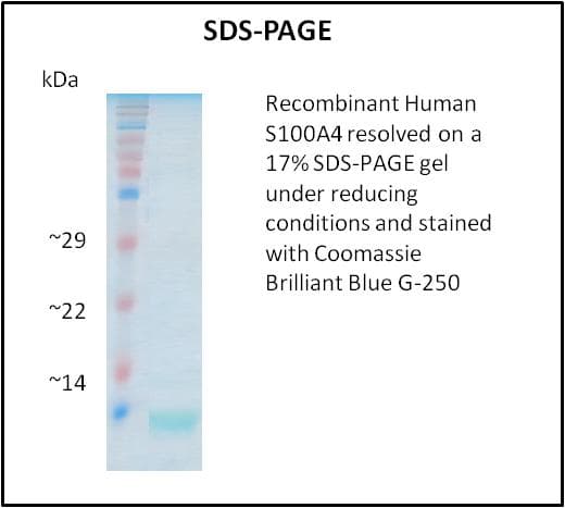 Human S100A4 / FSP1 Protein (Recombinant)