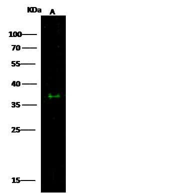 Polyclonal Rabbit anti-Human ESAM Antibody (Preservative Free, WB)