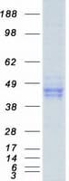 Human PON1 / ESA Protein (Recombinant Myc-DDK (Flag))