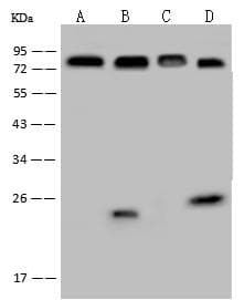 ECD Antibody