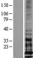 CD225 / IFITM1 Protein (Over-Expression Lysate Myc-DDK (Flag))
