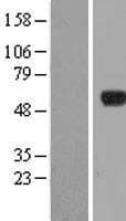 IPCEF1 / PIP3E Protein (Over-Expression Lysate Myc-DDK (Flag))