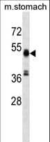RMND5A Antibody (aa300-327)