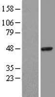 SERPINB3 Protein (Over-Expression Lysate Myc-DDK (Flag))