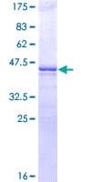 Human POU5F1 / OCT4 Protein (Recombinant GST)