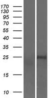 TCEAL8 Protein (Over-Expression Lysate Myc-DDK (Flag))