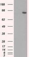 GBE1 Antibody (clone OTI4E6)