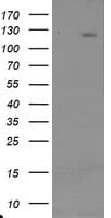 USP36 Antibody (clone OTI3B9)