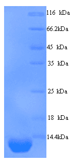 Human PI3 / Elafin Protein (Recombinant 6His, N-terminus)
