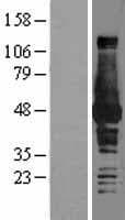 BHMT Protein (Over-Expression Lysate Myc-DDK (Flag))