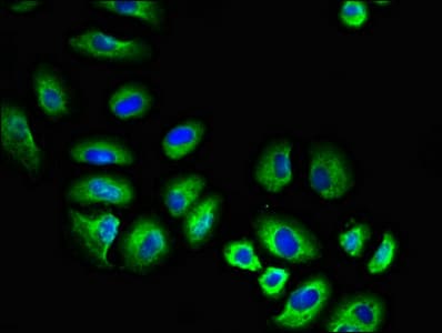 FGR Antibody