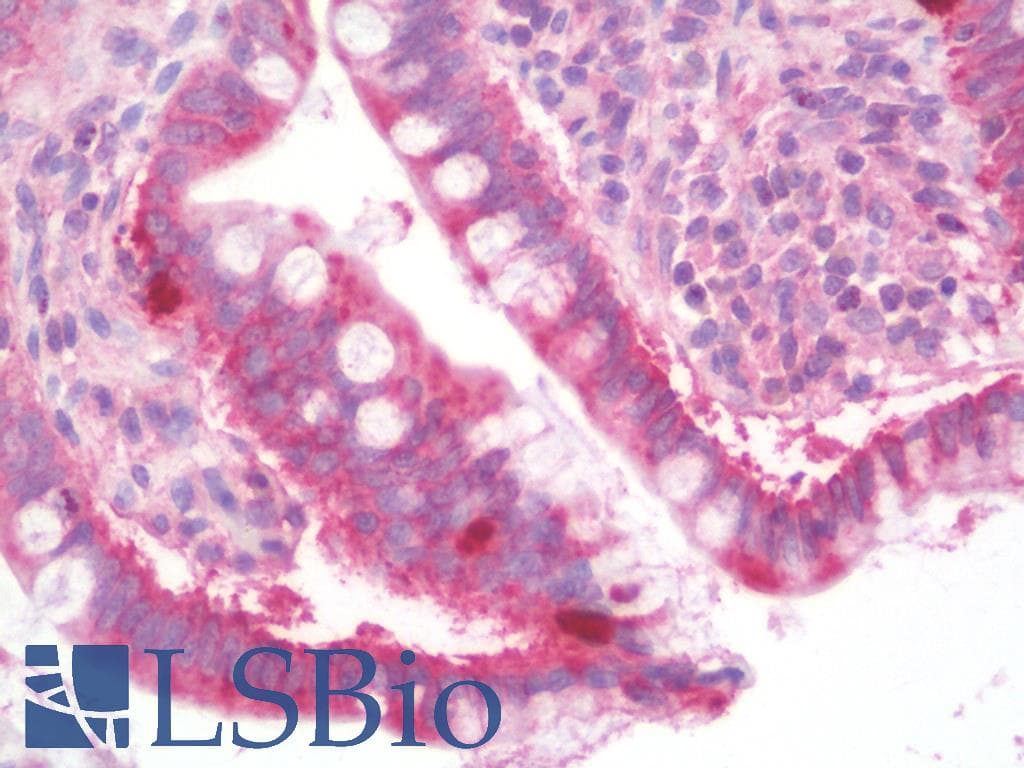 IHC-plus™ MOSPD1 Antibody