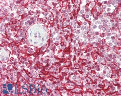 IHC-plus™ MAdCAM-1 Antibody