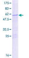 Human POU1F1 / PIT1 Protein (Recombinant GST)
