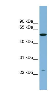 PAOX / PAO Antibody (aa35-84)