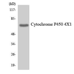 CYP4X1 Antibody (aa221-270)