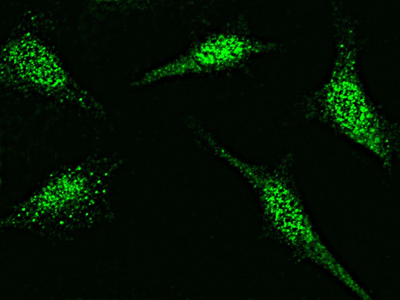 APEX1 / APE1 Antibody (Preservative Free)