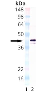 Monoclonal Rat anti-Human TNFRSF17 / BCMA Antibody (clone Vicky-1, Biotin, WB)