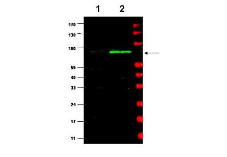 Polyclonal Rabbit anti-Mouse MDM2 Antibody (IHC, WB)