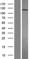 PDGFRA / PDGFR Alpha Protein (Over-Expression Lysate Myc-DDK (Flag))