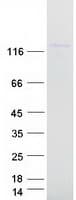 Human Myosin VI / MYO6 Protein (Recombinant Myc-DDK (Flag))