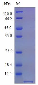 Mouse CX3CL1 / Fractalkine Protein (Recombinant)