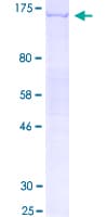 Human SCUBE1 Protein (Recombinant GST)