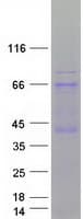 Human EIF2AK2 / PKR Protein (Recombinant Myc-DDK (Flag))