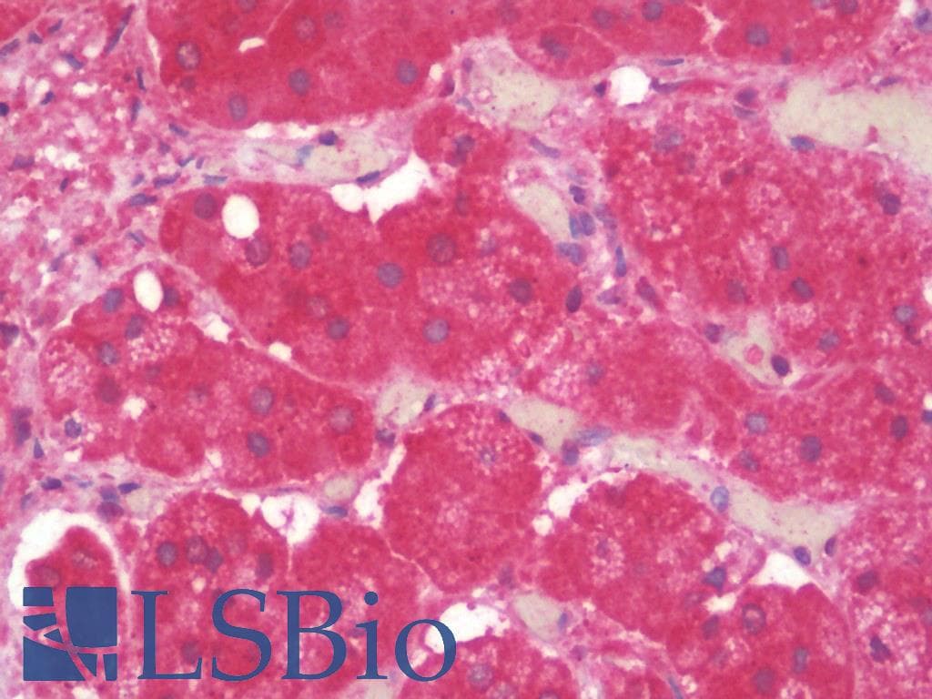 IHC-plus™ TRPV4 Antibody