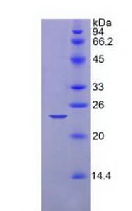 Mouse CASP1 / Caspase 1 Protein (Recombinant His, N-Terminal)