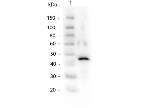 Polyclonal Rabbit anti-Yeast ADH / Alcohol Dehydrogenase Antibody (Liquid, WB)