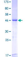 Human RGS3 Protein (Recombinant GST)