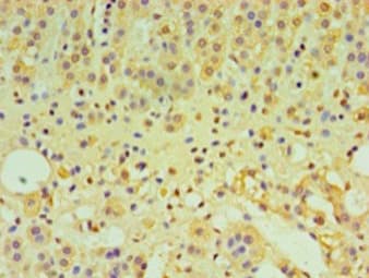 IFNL1 / IL29 Antibody
