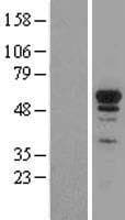 NRF1 / NRF-1 Protein (Over-Expression Lysate Myc-DDK (Flag))