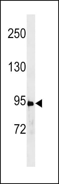 STAT3 Antibody (aa683-709)