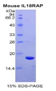 Mouse AcPL / IL18RAP Protein (Recombinant His, N-Terminal)