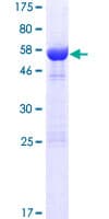 Human LIX1 Protein (Recombinant GST)
