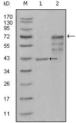 Monoclonal Mouse anti-Human CHIT1 / Chitotriosidase Antibody (clone 1D9G2, WB)