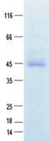 Human WNT3 Protein (Recombinant DDK,C-terminus)