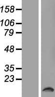 TAS2R50 Protein (Over-Expression Lysate Myc-DDK (Flag))