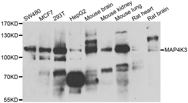 MAP4K3 / GLK Antibody (AP)