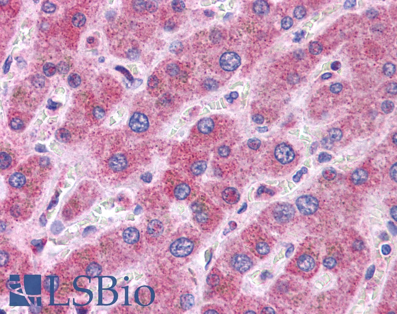 GSTM1 Antibody (C-Terminus)